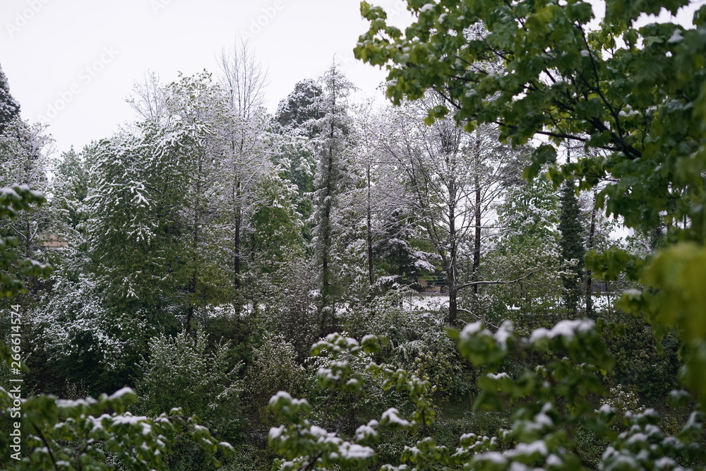 Schneefall im Mai. Natur wurde mit Neuschnee am Morgen geweckt. 05.05.2019 Schneefall im Mai. Natur wurde mit Neuschnee am Morgen geweckt. 05.05.2019