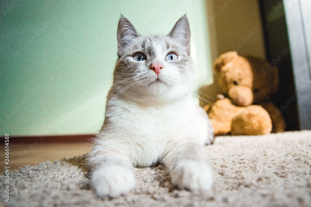 white cat lying on a carpet in the pose of the Sphinx looking up