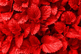 Texture of red leaves close up. Isolated Sunny day.