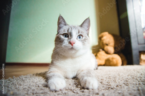 white cat lying on a carpet in the pose of the Sphinx looking straight