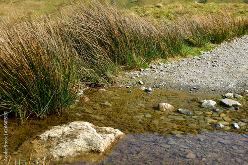 Small puddle with clear water on gravel path. Tall grass on the side. Grisedale pike, Lake District, England, UK -Image
