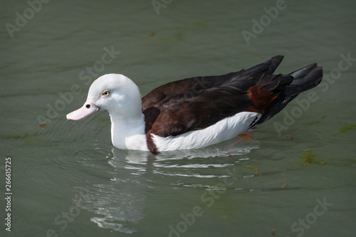 Radjah Shelduck photo