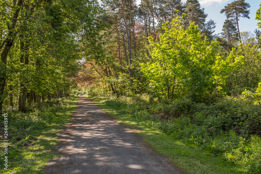 Fototapeta premium Fairy Glen Footpaths at Fullerton Park Near Troon in Scotland.