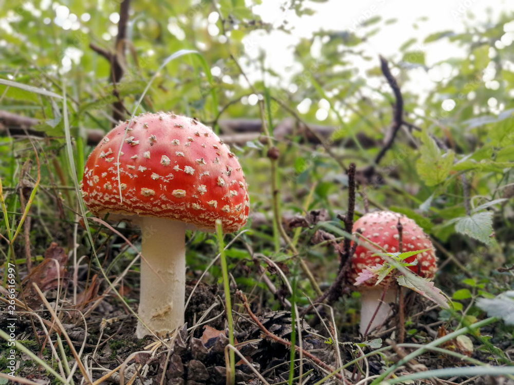 Amanita poisonous fungus in natural forest environment Amanita poisonous fungus in natural forest environment