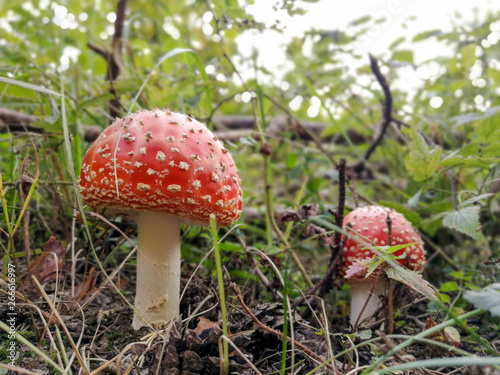 Amanita poisonous fungus in natural forest environment