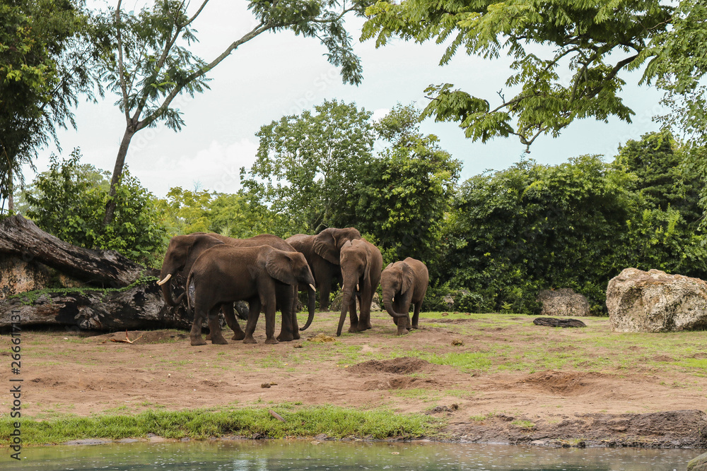 Beautiful landscape of African elephants in the park Beautiful landscape of African elephants in the park