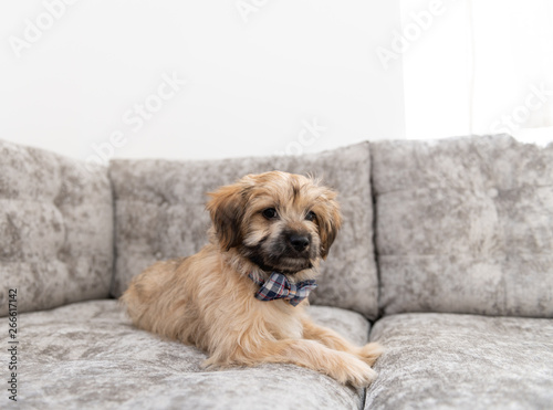 Adorable Fluffy Little Puppy Sitting on Gray Sofa