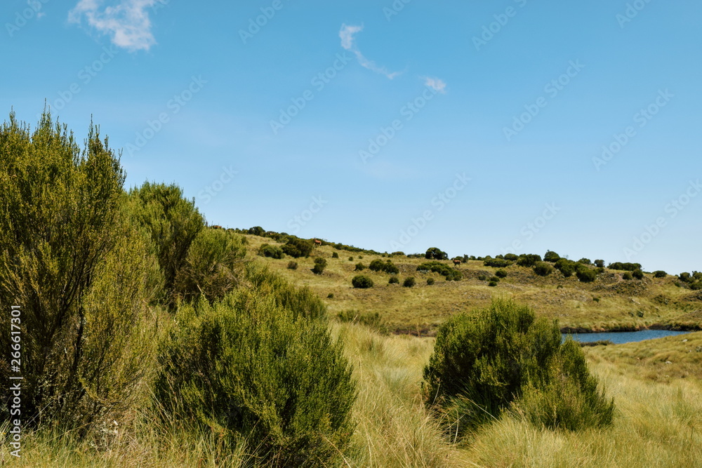 High altitude moorland against a mountain background, Chogoria Route, Mount Kenya, Kenya High altitude moorland against a mountain background, Chogoria Route, Mount Kenya, Kenya