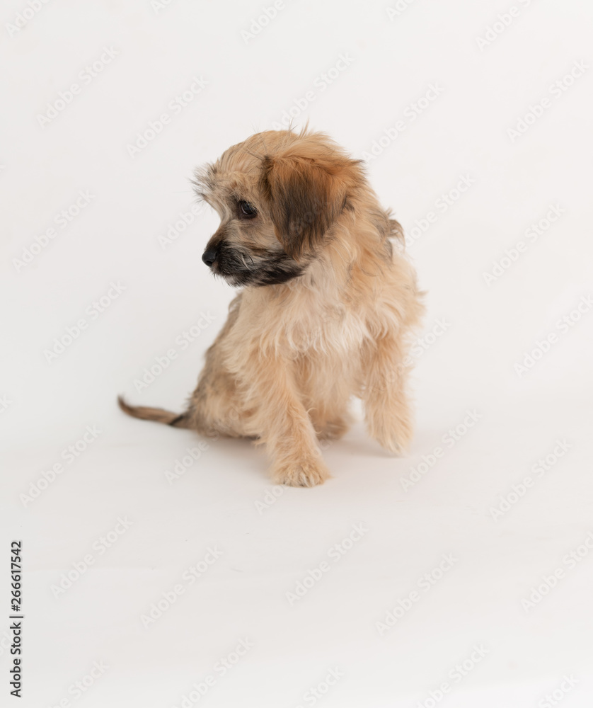 Adorable Fluffy Little Puppy Sitting on White Background Adorable Fluffy Little Puppy Sitting on White Background