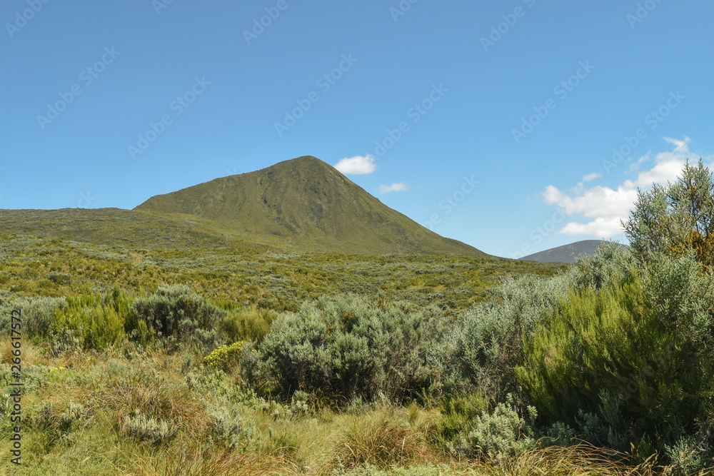 Fototapeta premium High altitude moorland against a mountain background, Chogoria Route, Mount Kenya, Kenya