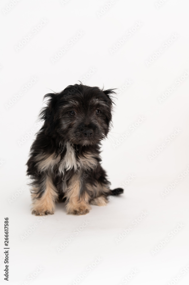 Adorable Fluffy Little Puppy Sitting on White Background