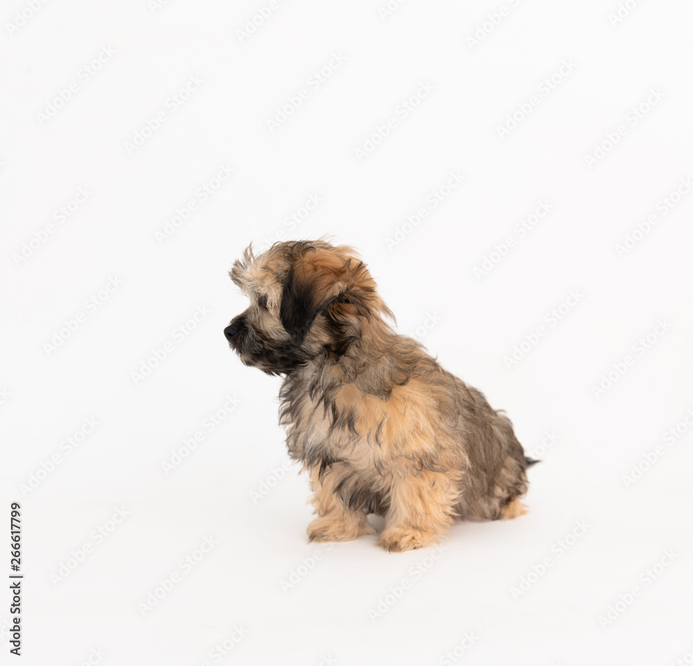 Adorable Fluffy Little Puppy Sitting on White Background Adorable Fluffy Little Puppy Sitting on White Background