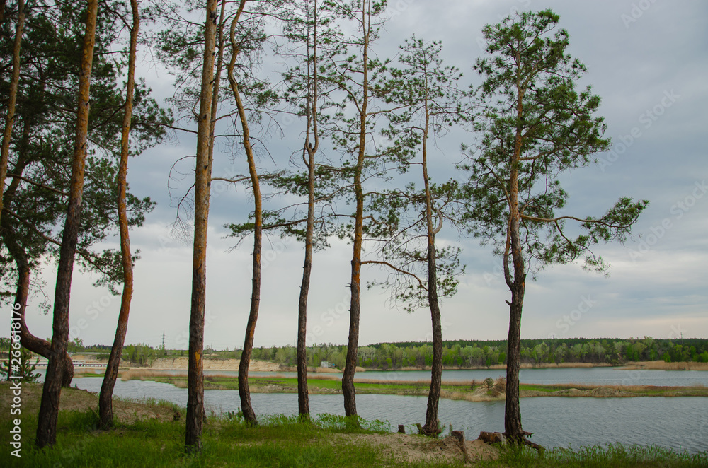 Pine forest by the lake. Lake in the sand pit. A cliff on the beach at the foot of the forest. Pines, eaten on the edge of the lake. Pine forest by the lake. Lake in the sand pit. A cliff on the beach at the foot of the forest. Pines, eaten on the edge of the lake.