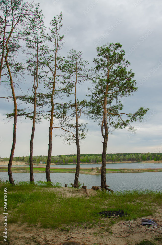 Pine forest by the lake. Lake in the sand pit. A cliff on the beach at the foot of the forest. Pines, eaten on the edge of the lake. Pine forest by the lake. Lake in the sand pit. A cliff on the beach at the foot of the forest. Pines, eaten on the edge of the lake.