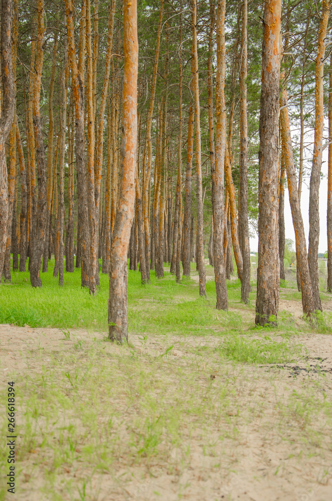 Obraz premium Pine forest by the lake. Lake in the sand pit. Big, old, curve derego. Pines, eaten on the edge of the lake.