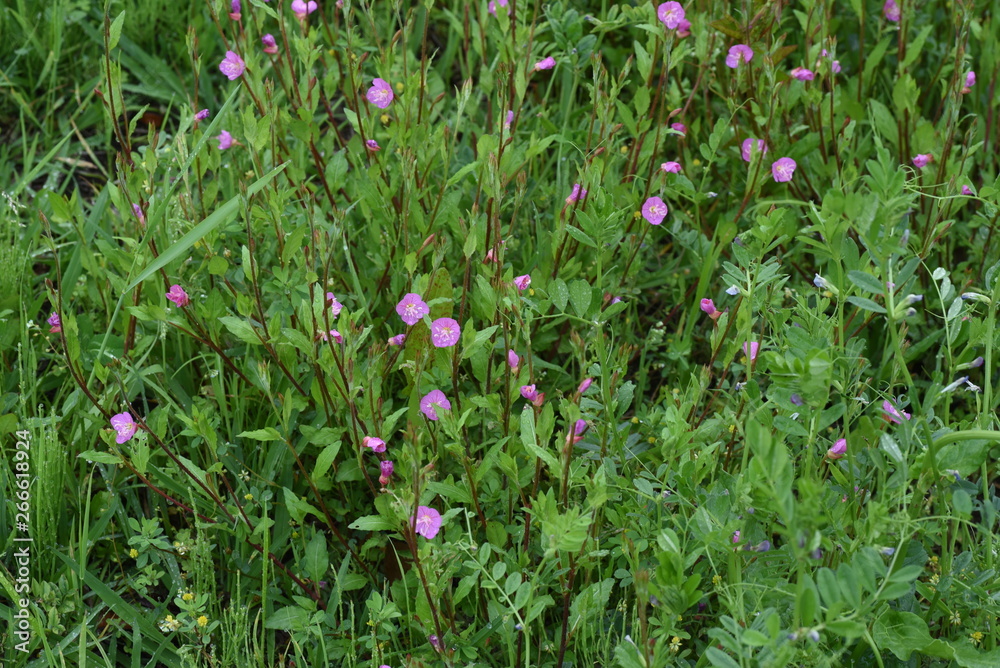 Rose evening primrose (Oenothera rosea) Rose evening primrose (Oenothera rosea)
