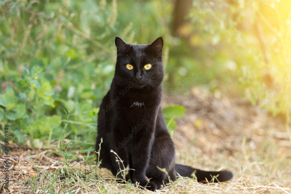 Black cat with yellow eyes and attentive look sits outdoor in nature in sunlight. Сat is looking in the camera	