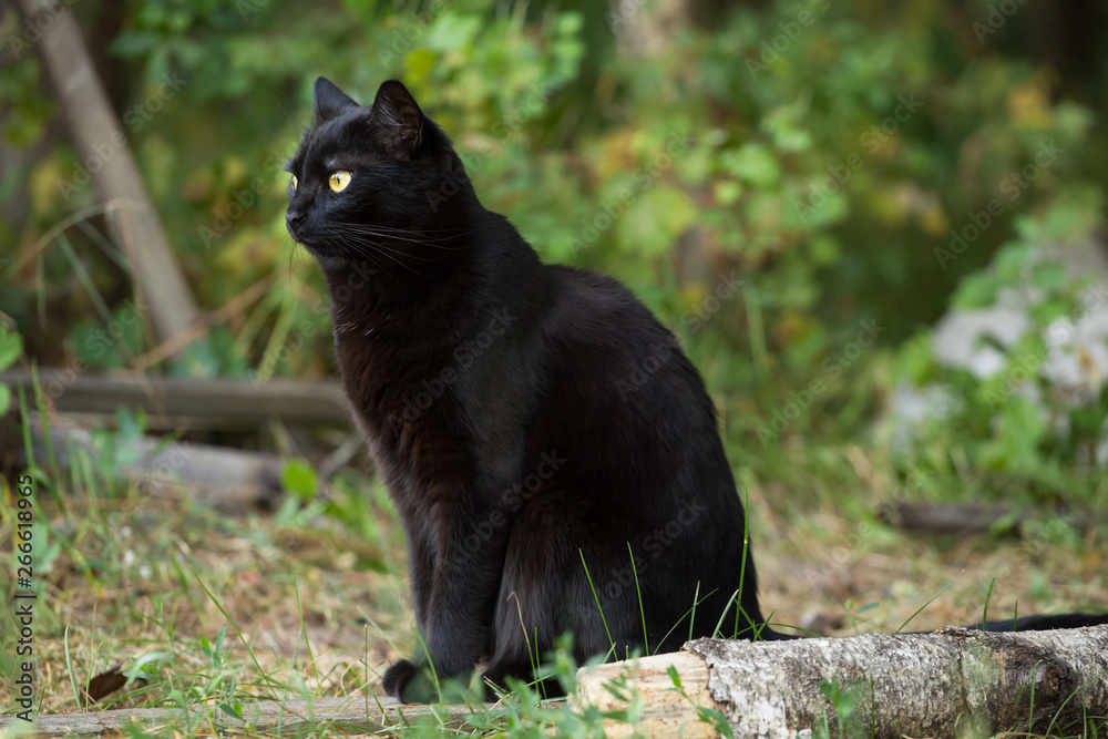 Bombay black cat in profile with yellow eyes sits outdoor in nature. Сat is looking in the left