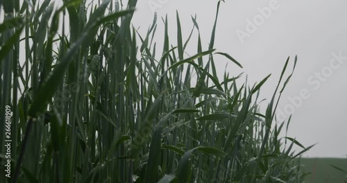 Green corn sprouts in rainy weather photo