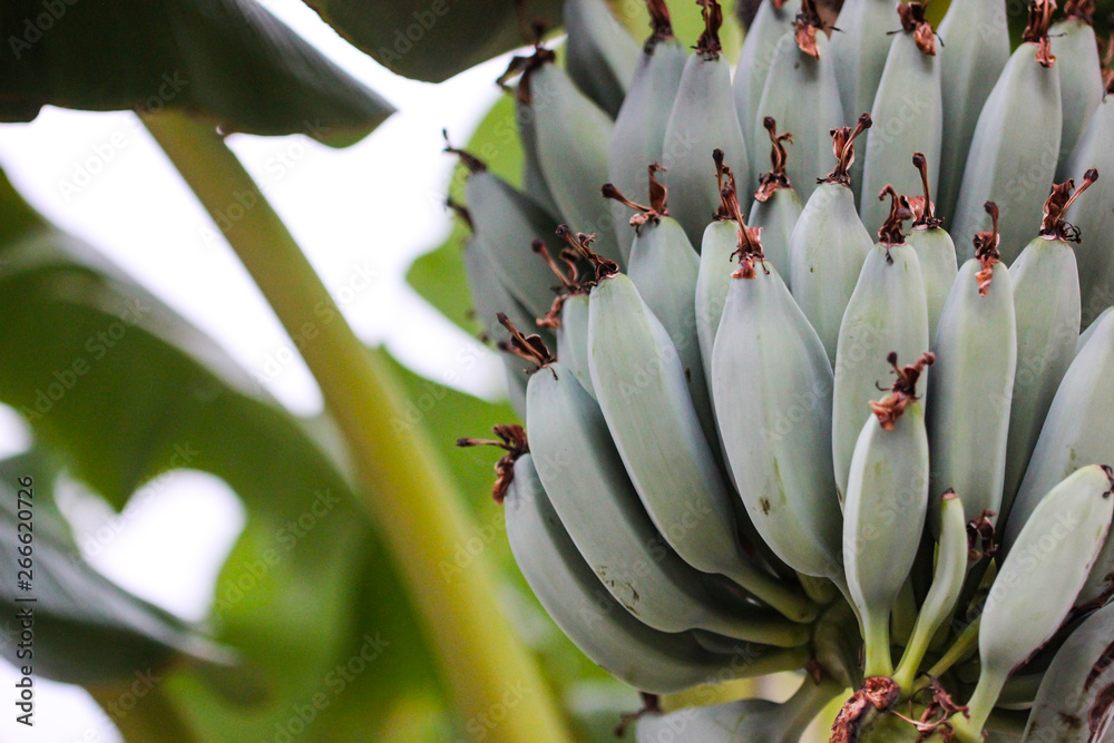 Obraz premium Banana bouquet