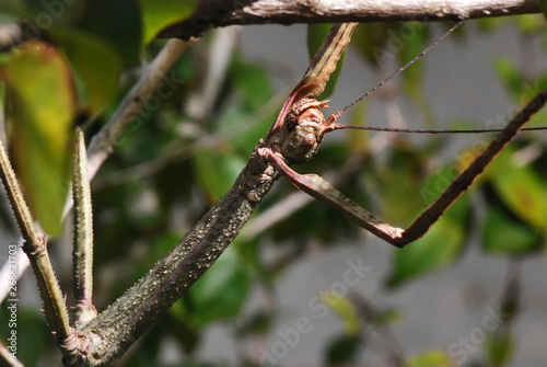 Stick insect photographed in Guarapari, Espirito Santo - Southeast of Brazil. Atlantic Forest Biome. Picture made in 2007.