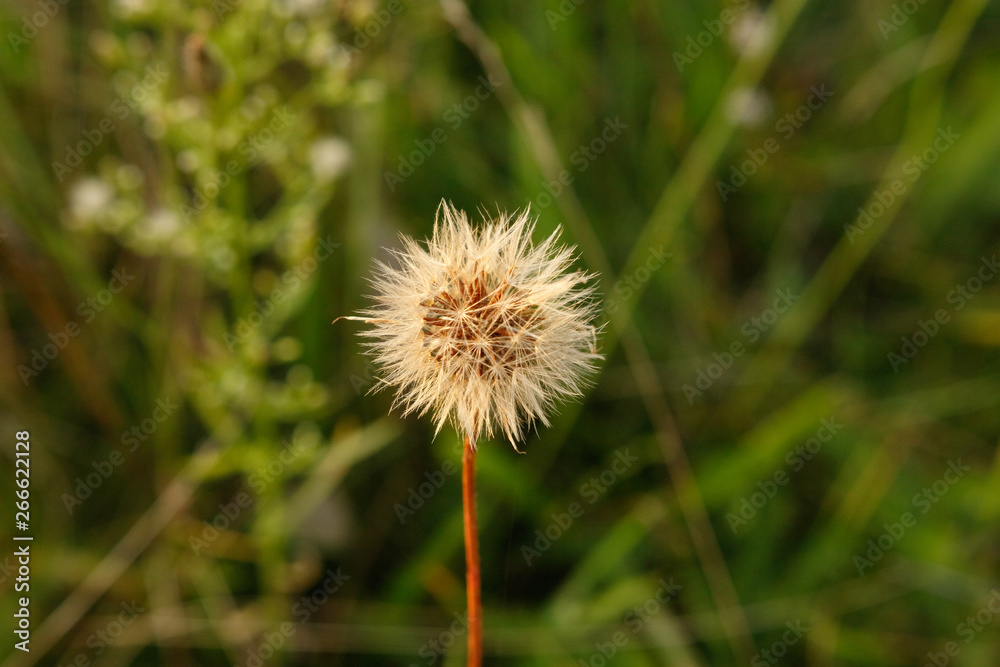 photography - Dandelion