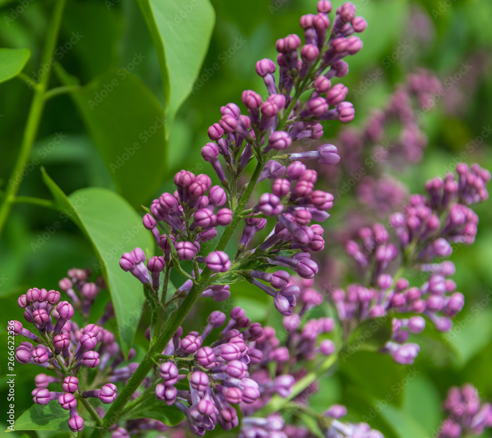 Fototapeta premium Branch of blossoming lilac at spring sunny day.