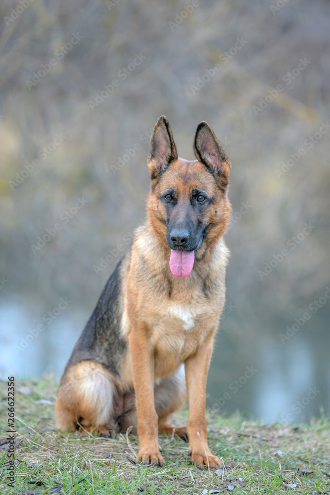German shepherd runs on dry grass in autumn German shepherd runs on dry grass in autumn