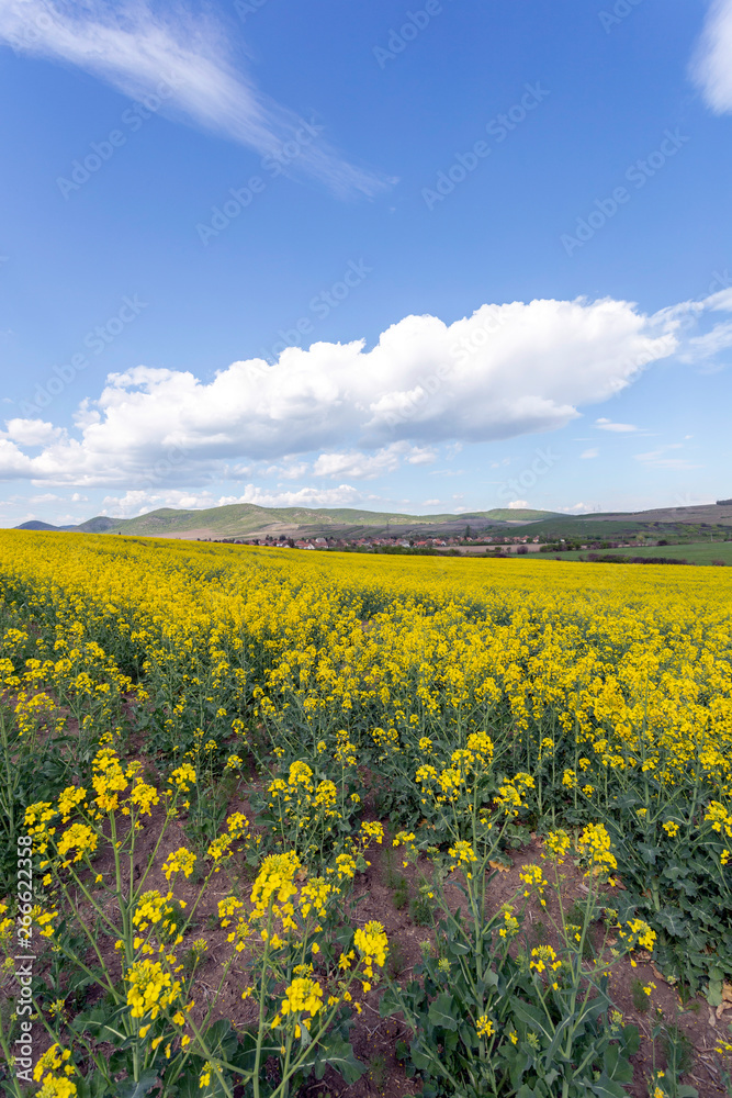 Obraz premium Canola field in the Zemplen