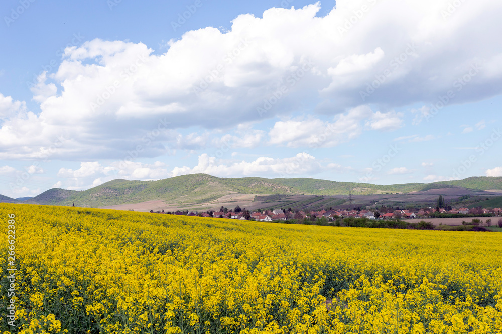 Canola field in the Zemplen