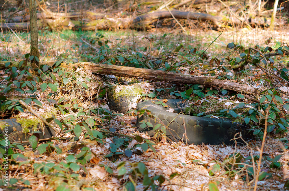 old tires in the forest, car tires in the woods old tires in the forest, car tires in the woods