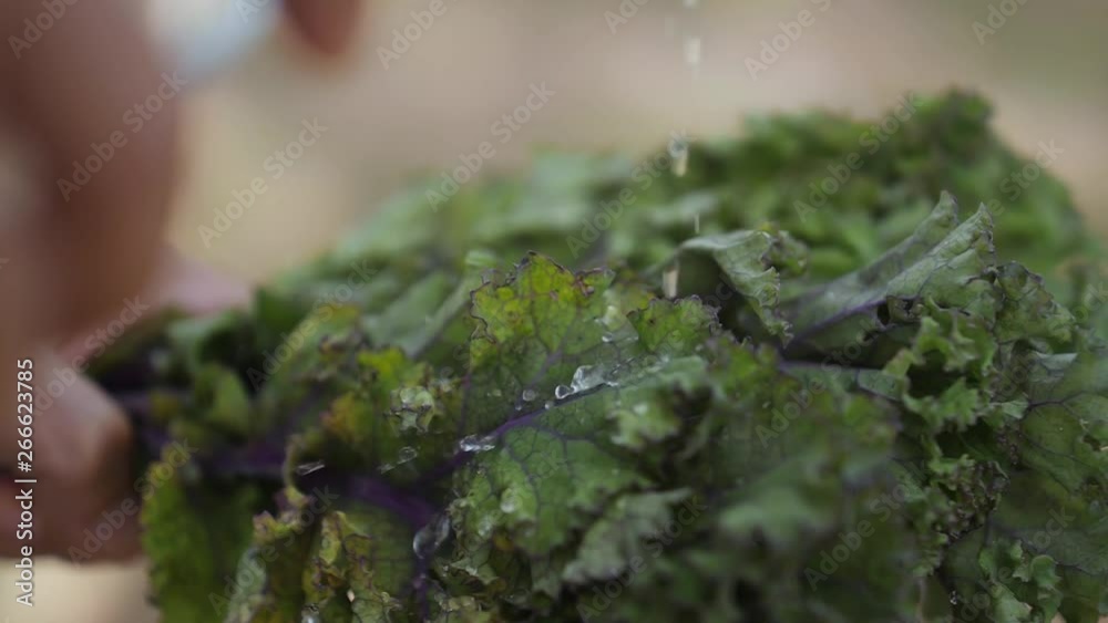 Close-up of fresh kale as water droplets fall onto it in slow motion Close-up of fresh kale as water droplets fall onto it in slow motion