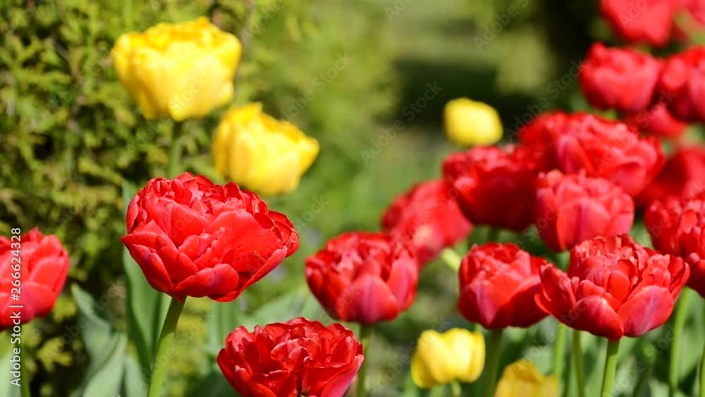 Tulips flowers swaying in the wind, colored spring tulips with beautiful blurred bouquet background Tulips flowers swaying in the wind, colored spring tulips with beautiful blurred bouquet background