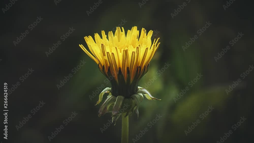 Time Lapse of Dandelion Flower open. Yellow Flower head of dandelion disclosed - Pollen flies over the flower. Macro shot on Natural background. Timelapse Spring magic scene on Nature.