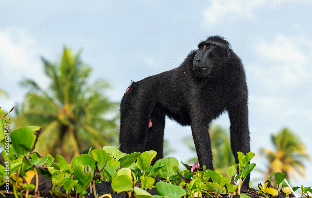 Obraz premium The Celebes crested macaque . Silhouette against the sky background. Crested black macaque, Sulawesi crested macaque, celebes macaque or the black ape. Natural habitat. Sulawesi. Indonesia.