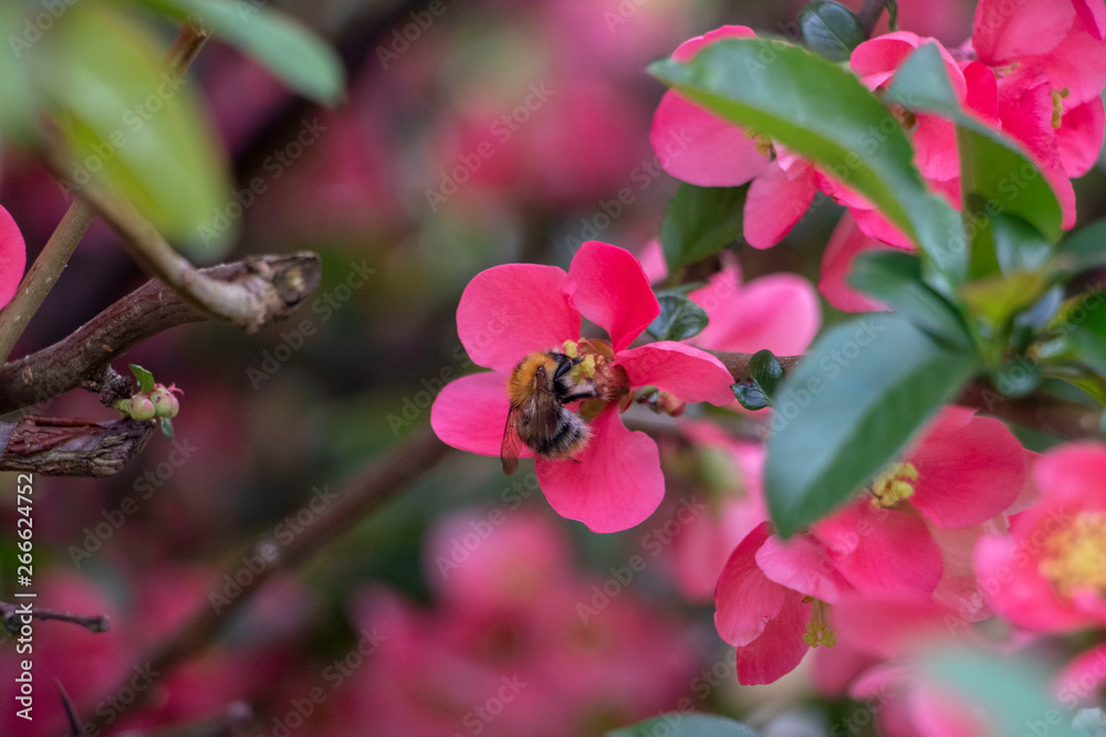 Bees in a blooming quince tree flower during spring Bees in a blooming quince tree flower during spring