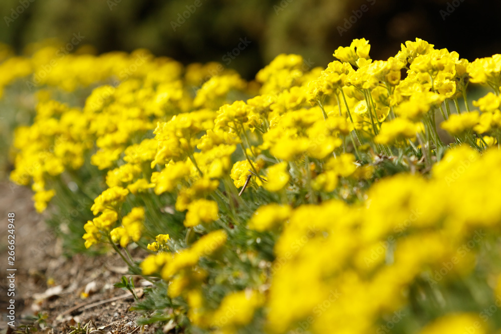 Obraz premium yellow flowers