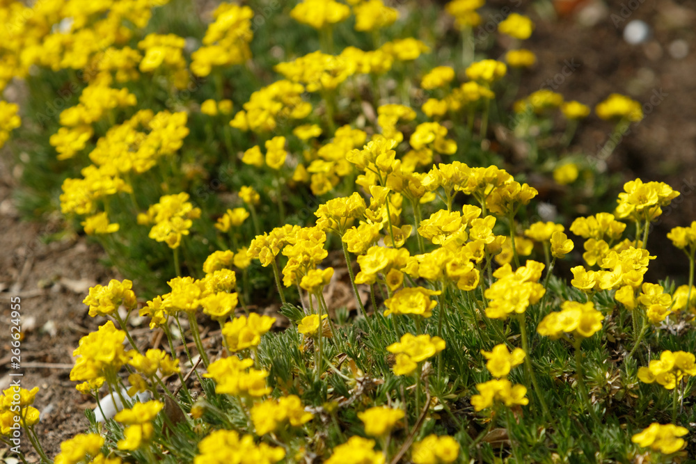 Fototapeta premium yellow flowers