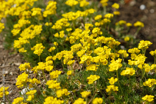 yellow flowers