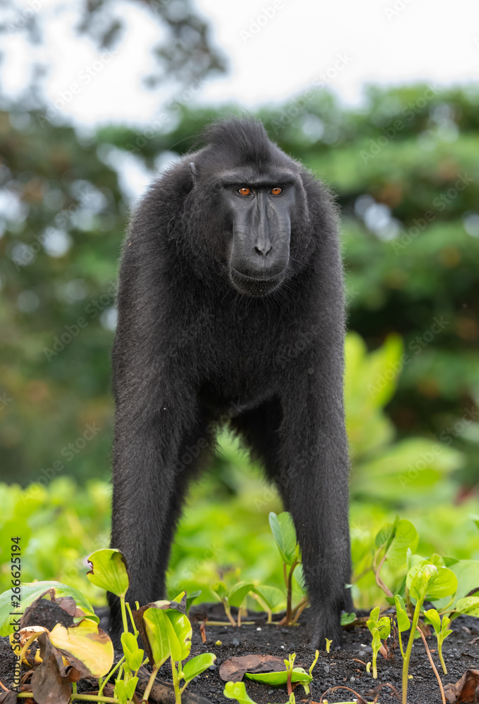 Obraz premium The Celebes crested macaque . Crested black macaque, Sulawesi crested macaque, sulawesi macaque or the black ape. Natural habitat. Sulawesi Island. Indonesia.