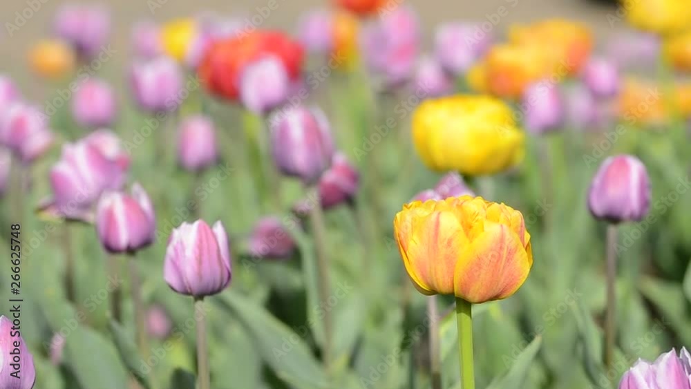 Tulips flowers swaying in the wind, colored spring tulips with beautiful blurred bouquet background Tulips flowers swaying in the wind, colored spring tulips with beautiful blurred bouquet background