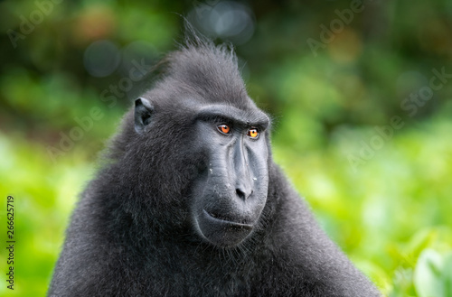 The Celebes crested macaque . Close up portrait. Green natural background. Crested black macaque, Sulawesi crested macaque, or the black ape. Natural habitat. Sulawesi. Indonesia.