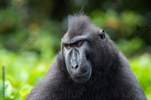 The Celebes crested macaque . Close up portrait. Green natural background. Crested black macaque, Sulawesi crested macaque, or the black ape. Natural habitat. Sulawesi. Indonesia.