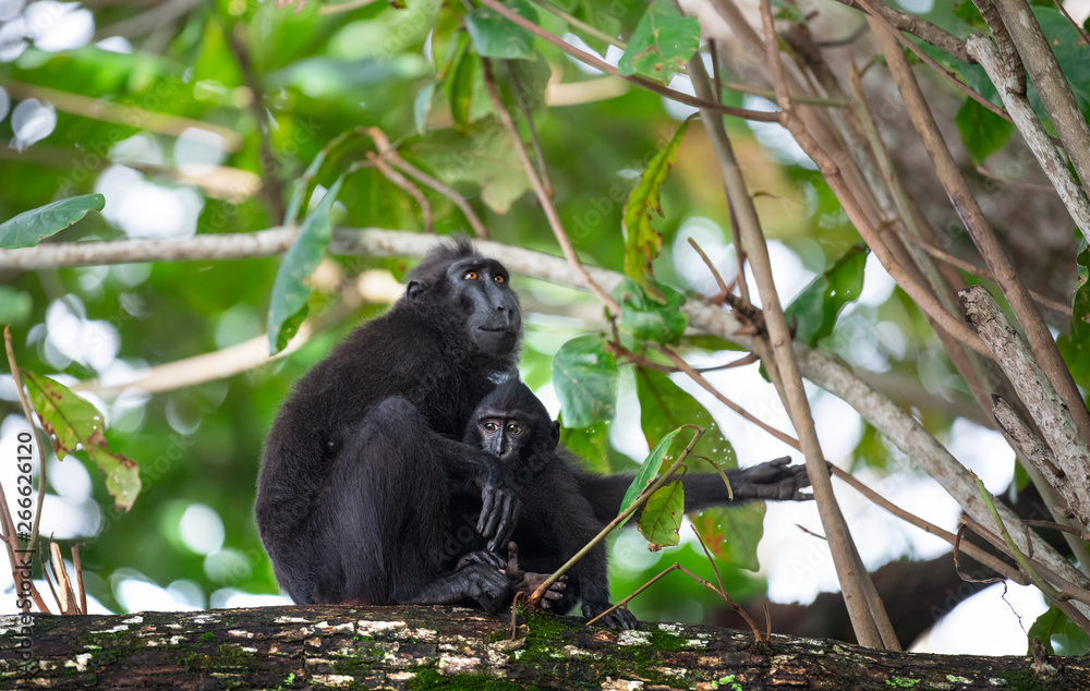 The Celebes crested macaque with cub on the branch of the tree. Crested black macaque, Sulawesi crested macaque, sulawesi macaque or the black ape. Natural habitat. Sulawesi. Indonesia. The Celebes crested macaque with cub on the branch of the tree. Crested black macaque, Sulawesi crested macaque, sulawesi macaque or the black ape. Natural habitat. Sulawesi. Indonesia.