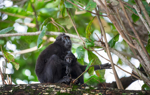 The Celebes crested macaque with cub on the branch of the tree. Crested black macaque  Sulawesi crested macaque  sulawesi macaque or the black ape.  Natural habitat. Sulawesi. Indonesia.