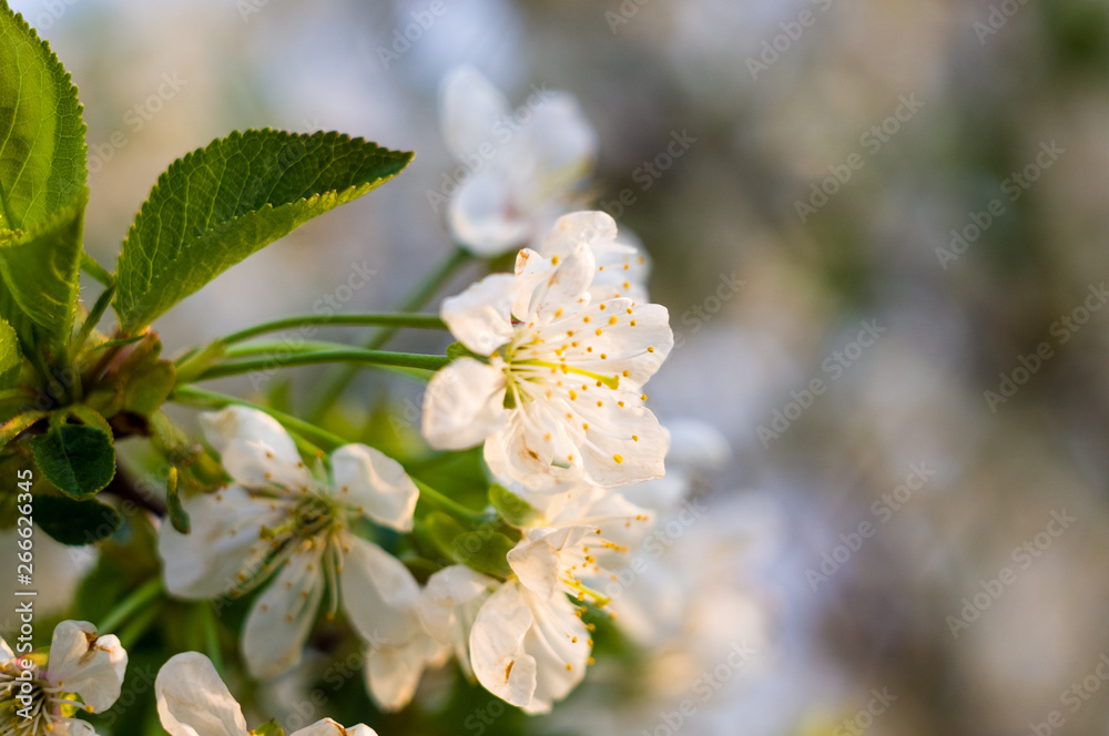 Background blooming beautiful white cherries in raindrops on a sunny day in early spring close up, soft focus Background blooming beautiful white cherries in raindrops on a sunny day in early spring close up, soft focus