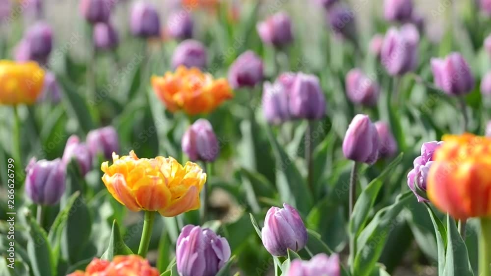 Tulips flowers swaying in the wind, colored spring tulips with beautiful blurred bouquet background Tulips flowers swaying in the wind, colored spring tulips with beautiful blurred bouquet background