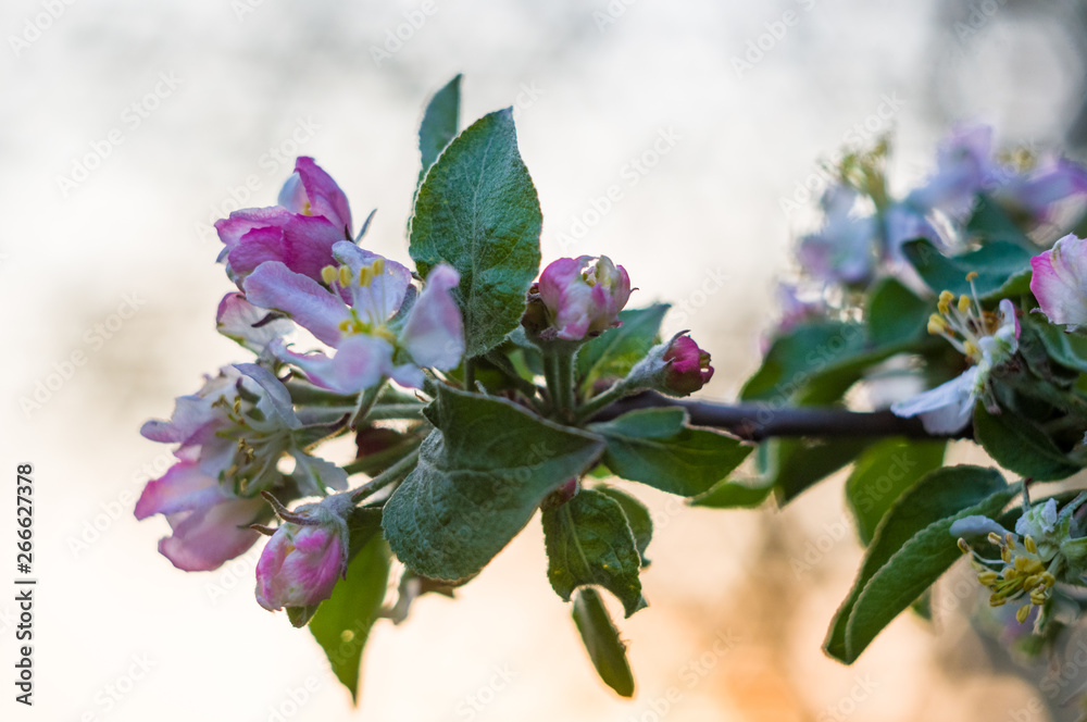 Obraz premium Background of blooming beautiful flowers of apple on a sunny day in early spring close up, soft focus