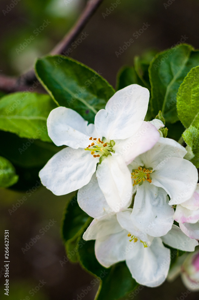 Background of blooming beautiful flowers of apple on a sunny day in early spring close up, soft focus Background of blooming beautiful flowers of apple on a sunny day in early spring close up, soft focus