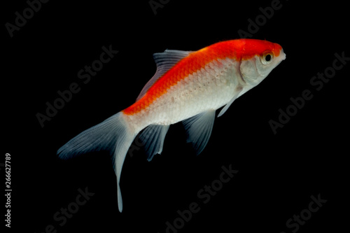 Gold koi fish isolated on black background